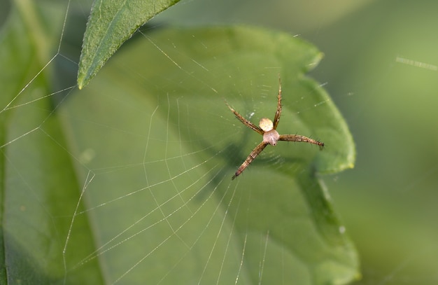 Aranha macro na folha