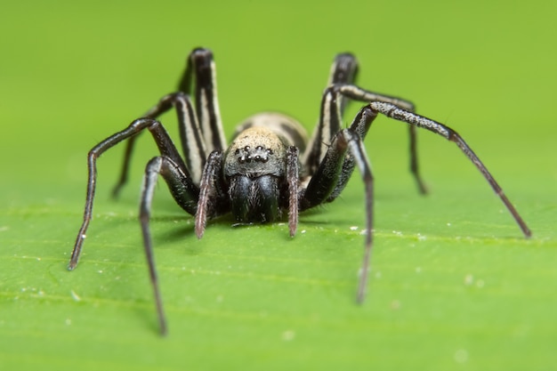 Aranha macro na natureza