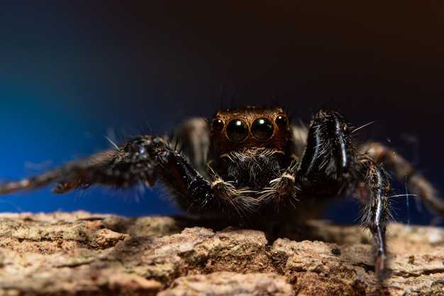 Aranha macro na natureza