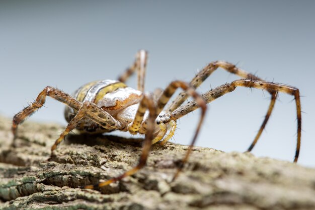 Aranha macro na planta