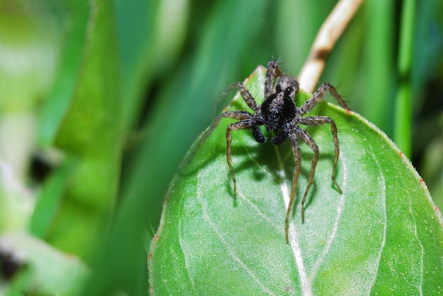 Aranha marrom na folha