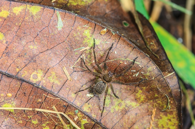 Aranha na floresta