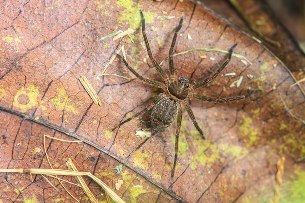 Aranha na floresta