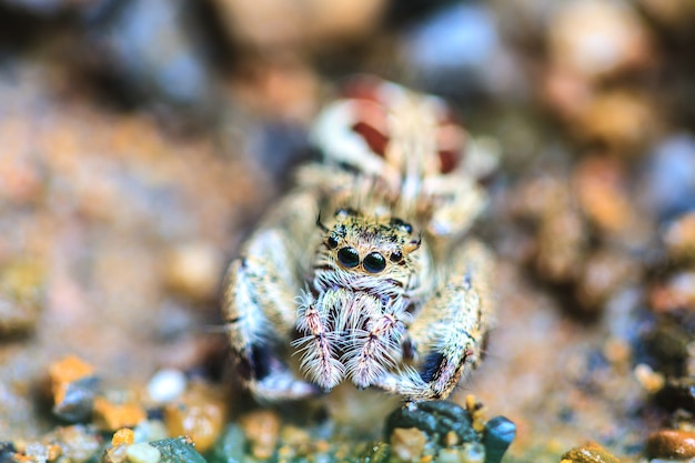 Foto aranha na floresta