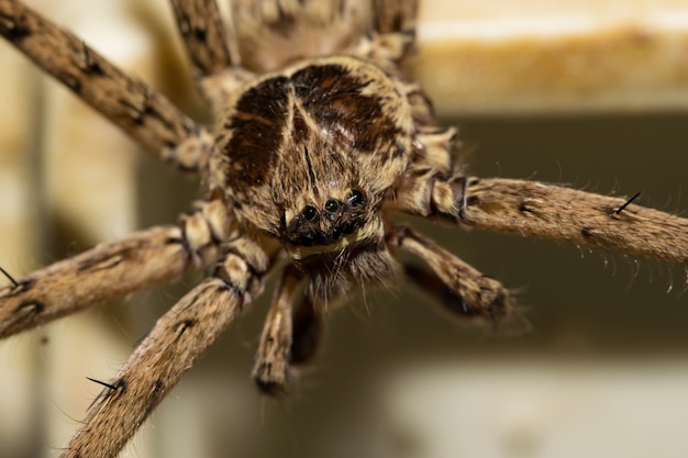 Foto aranha na parede