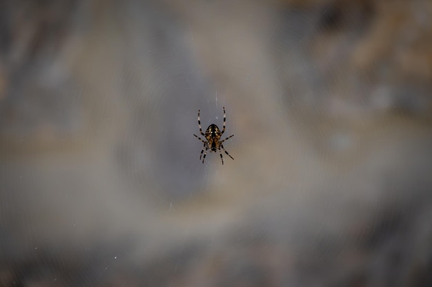 Aranha na sua teia colocada na sua teia nas paredes de Sotres Asturias Espanha