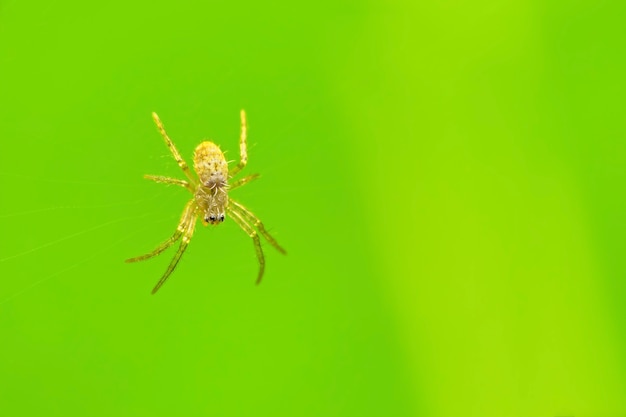 aranha na teia de aranha e fundo verde