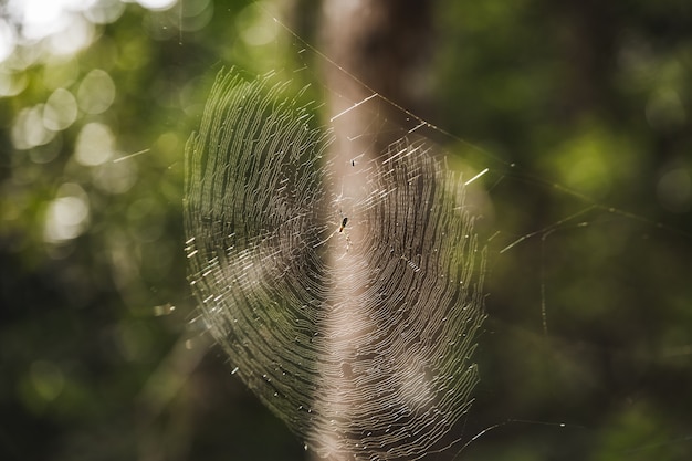 Aranha na teia de aranha