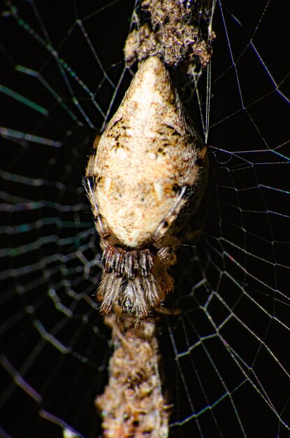 Aranha na teia pequena aranha esperando por presas em seu foco seletivo feito na teia