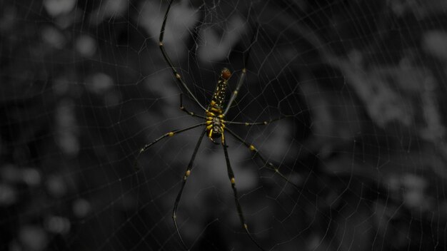 Foto aranha na teia