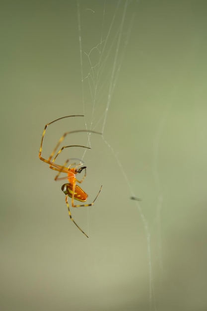 Foto aranha na teia