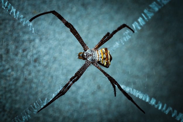 Foto aranha na web esperando uma mosca.