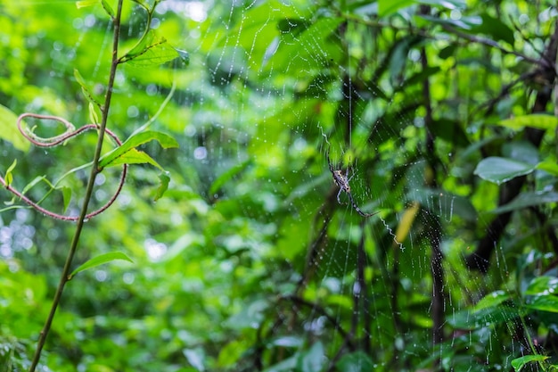 aranha na web