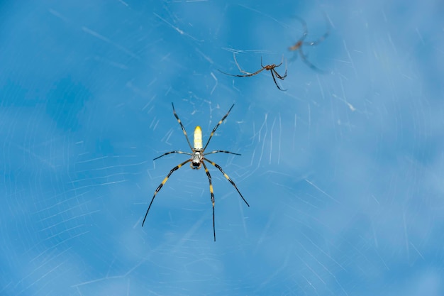 Aranha Nephila clavata com fundo de céu azul