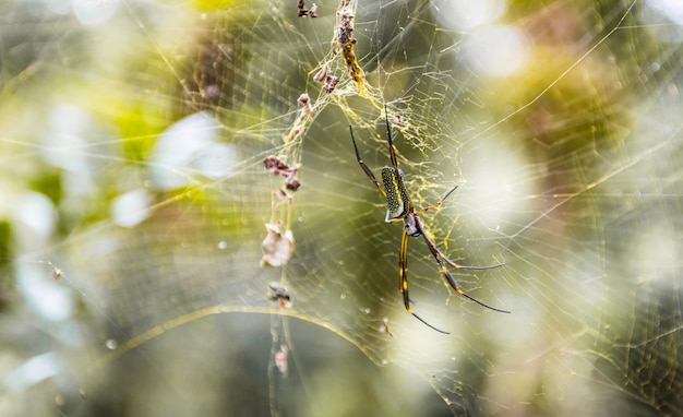 Aranha orbweb dourada fêmea Nephila clavipes na floresta tropical brasileira