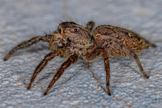 Aranha pantropical saltadora fêmea adulta da espécie Plexippus paykulli