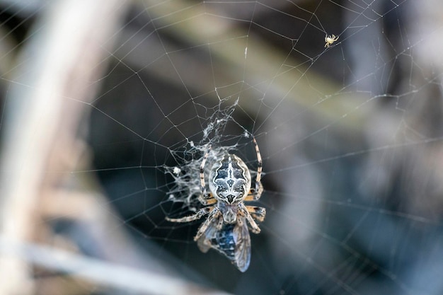 Aranha pegando uma mosca