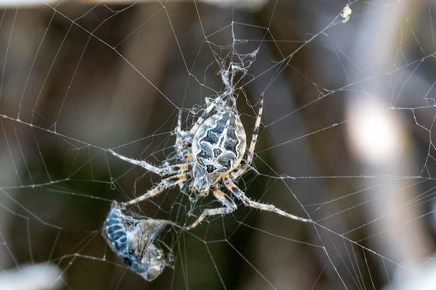 Aranha pegando uma mosca