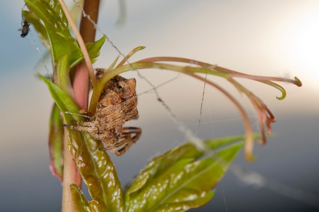 Aranha pendurada em sua teia