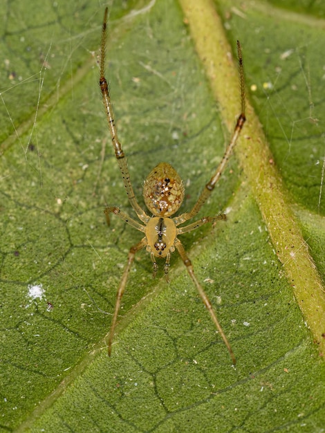 Aranha pequena bola de espelhos