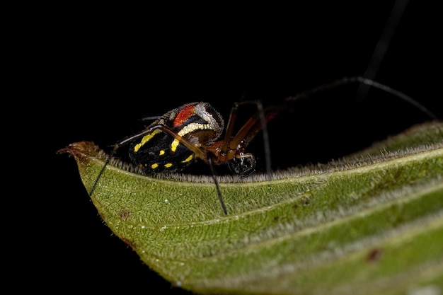 Aranha pequena do pomar