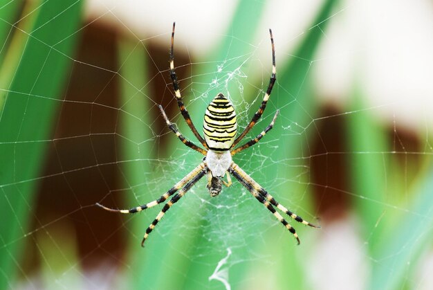 Aranha preta amarela em sua teia de aranha