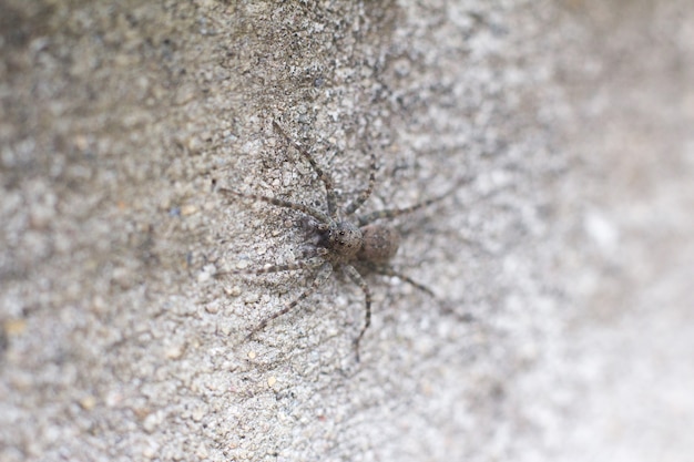 Aranha preta na parede desfocada foco seletivo