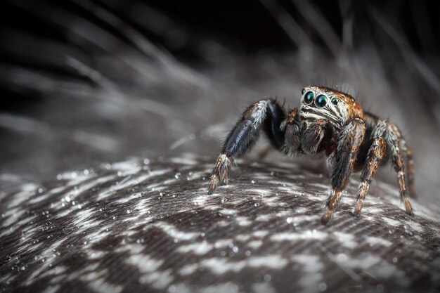 Aranha pulando nas penas cinza variegadas com gotas de água.