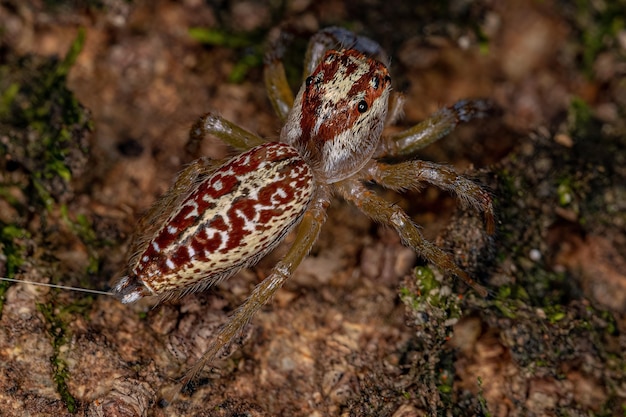 Aranha saltadora adulta do gênero Asaracus