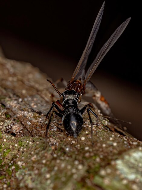 Aranha saltadora adulta do gênero Sarinda que imita formigas carpinteiras do gênero camponotus predando uma efemérida