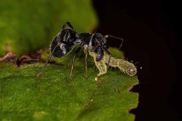 Aranha saltadora adulta que imita formigas carpinteiras