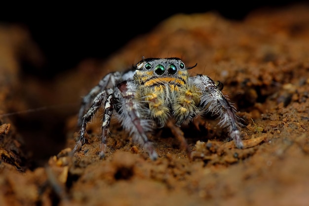 Aranha saltadora aproximada na casca aranha saltadora aproximada