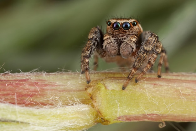 Aranha saltadora caminhando sobre o caule de uma flor dente-de-leão