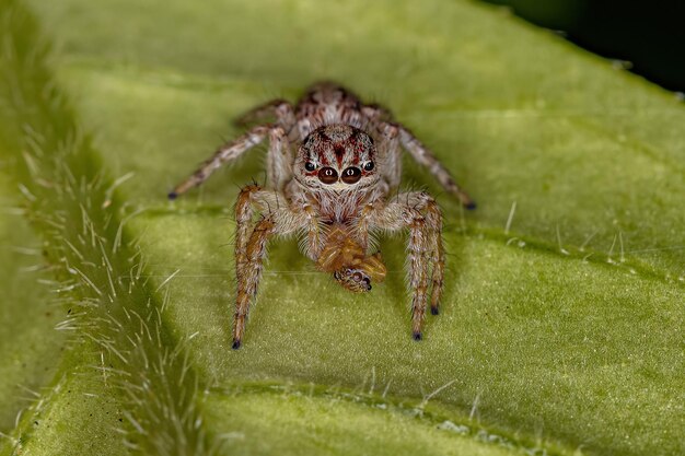 Aranha saltadora da subtribo Freyina atacando uma pequena aranha saltadora