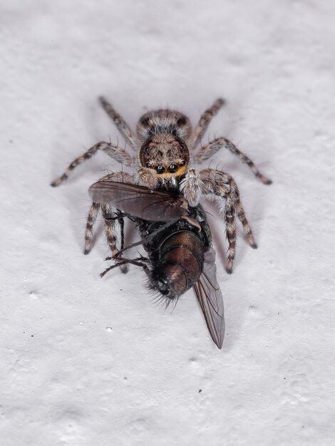 Aranha saltadora de parede cinza da espécie Menemerus bivittatus atacando uma mosca Greenbottle Gênero Lucilia