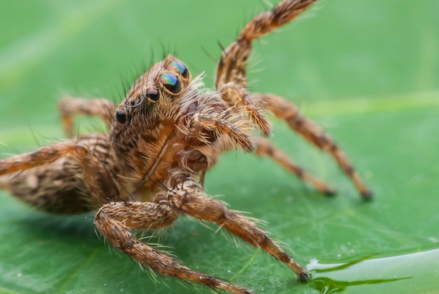 Aranha saltadora de perto