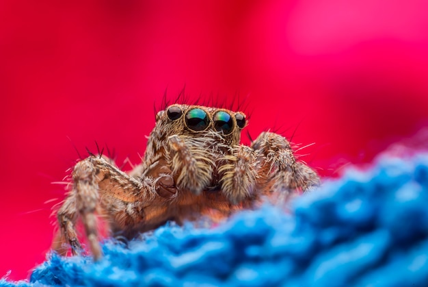 Foto aranha saltadora de perto