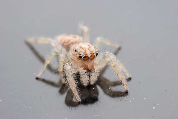 Aranha saltadora de perto