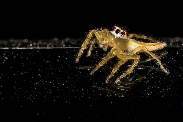 Foto aranha saltadora dourada em fundo preto