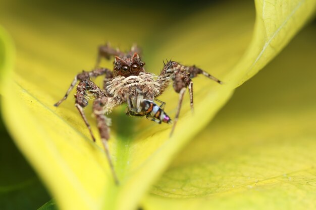 Aranha saltadora e presa na folha amarela na natureza