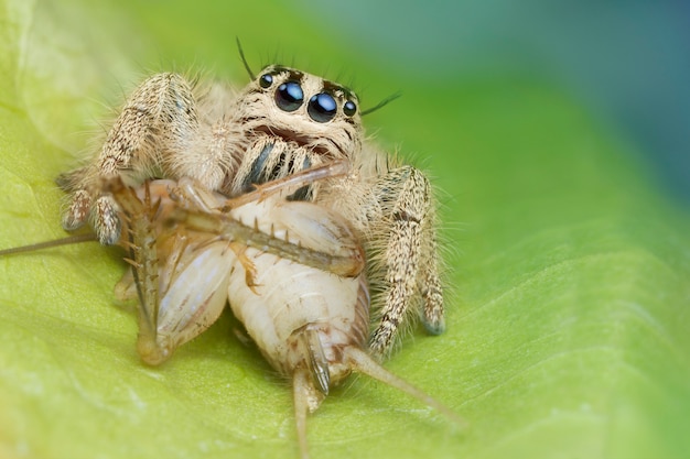 Aranha saltadora e presa na folha verde na natureza