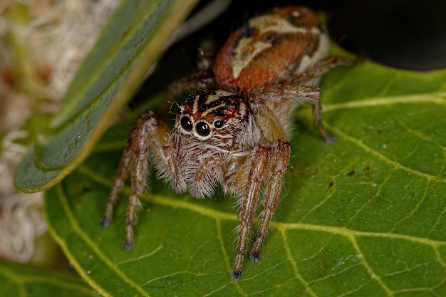 Aranha saltadora fêmea adulta