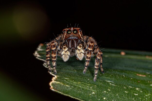 Aranha saltadora fêmea do Sumampattus quinqueradiatus