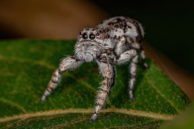 Aranha saltadora gigante da subfamília salticinae