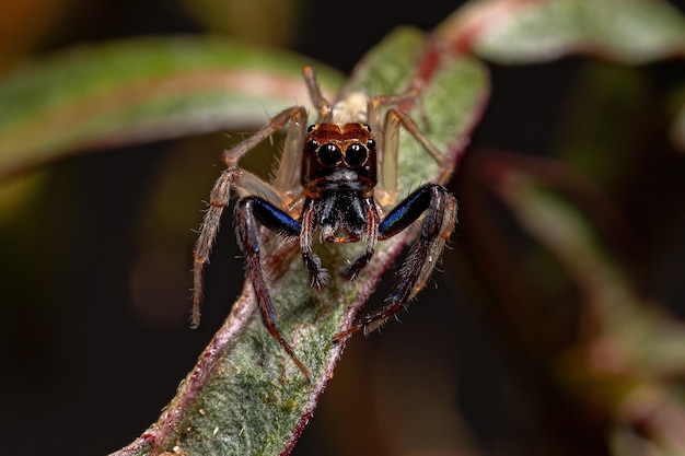 Aranha saltadora macho adulta do gênero Noegus