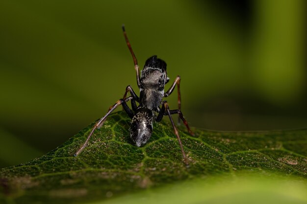 Aranha saltadora macho adulta do gênero Sarinda que imita formigas carpinteiras do gênero camponotus