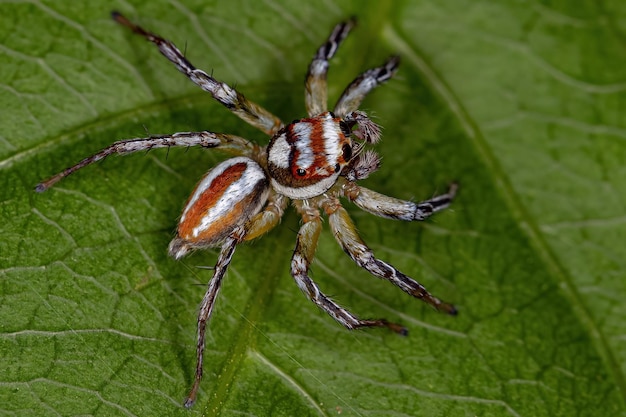 Aranha saltadora macho adulto do gênero Chira