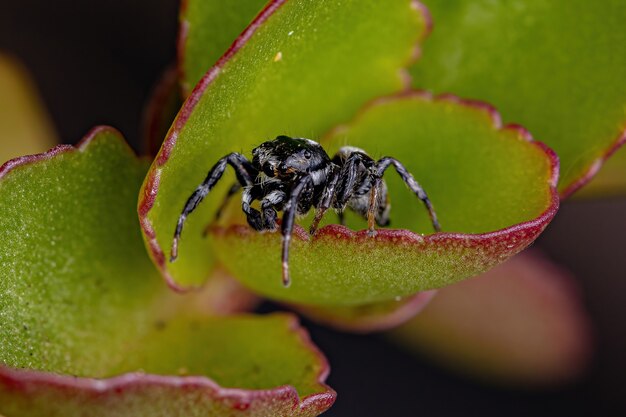 Aranha saltadora macho adulto do gênero Pachomius