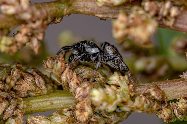 Aranha saltadora macho adulto do gênero Pachomius