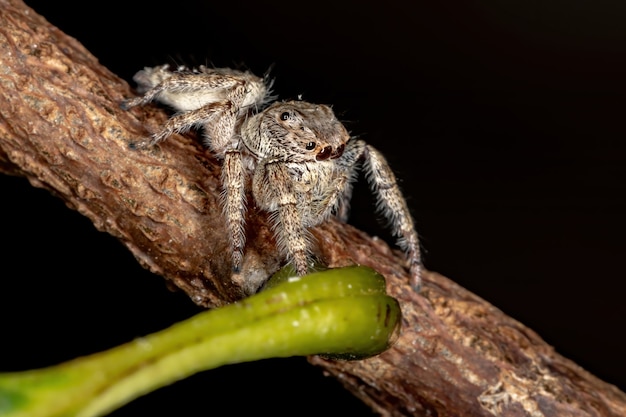 Aranha saltadora macho do gênero metaphidippus